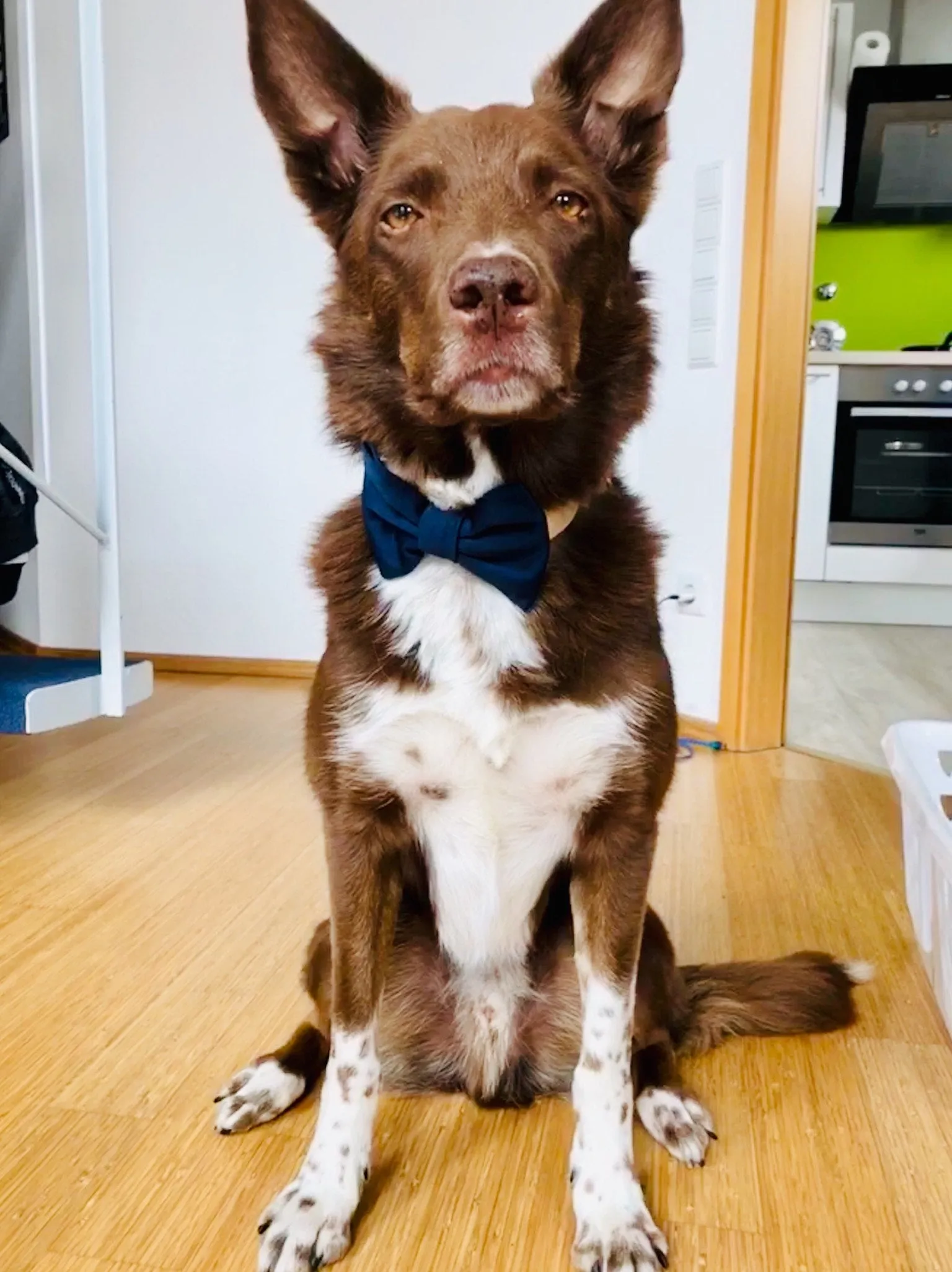 Bowtie Collar | Navy Blue