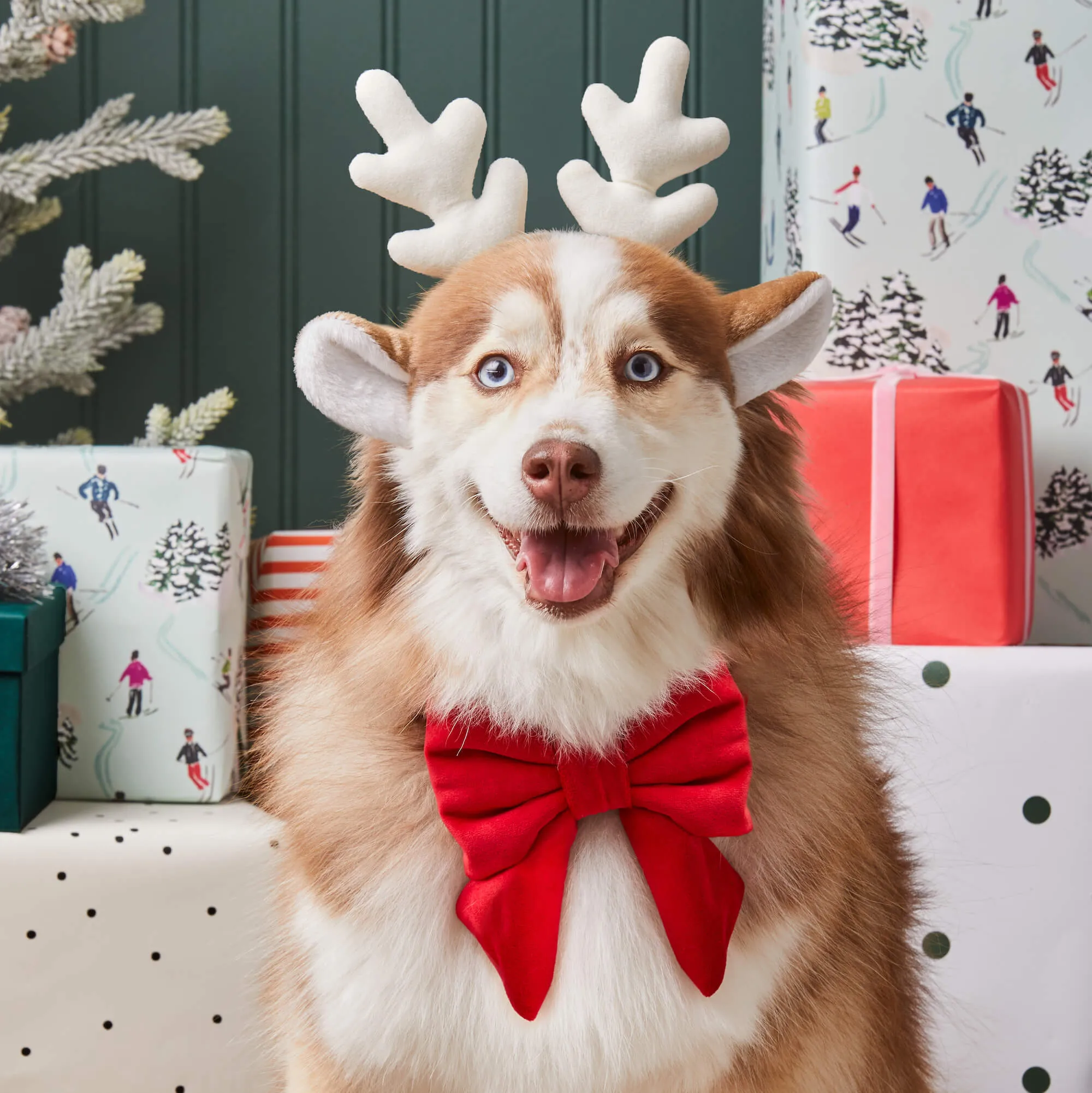 Cranberry Velvet Lady Dog Bow