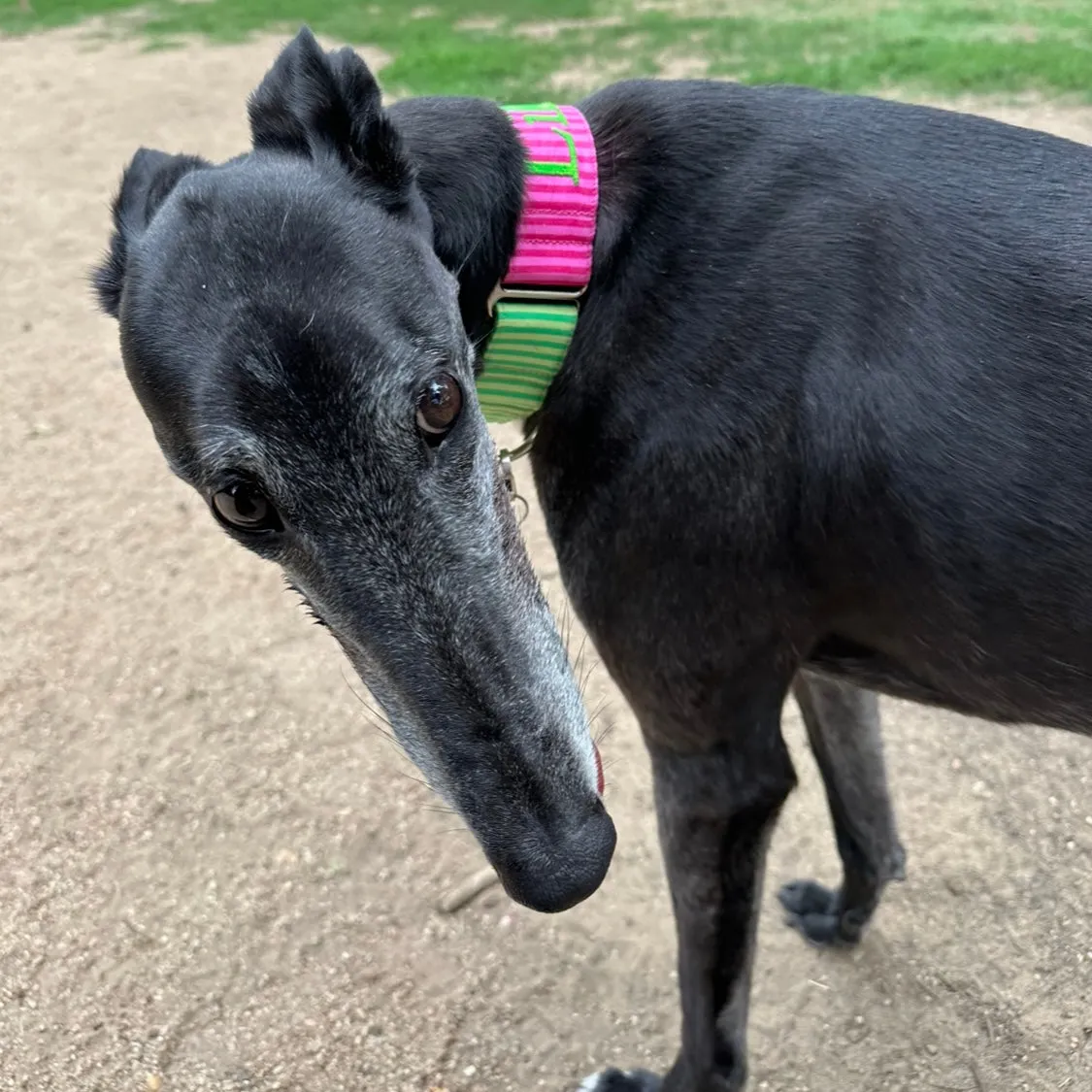 Design Your Collar - Spectrum Stripes Custom Martingale