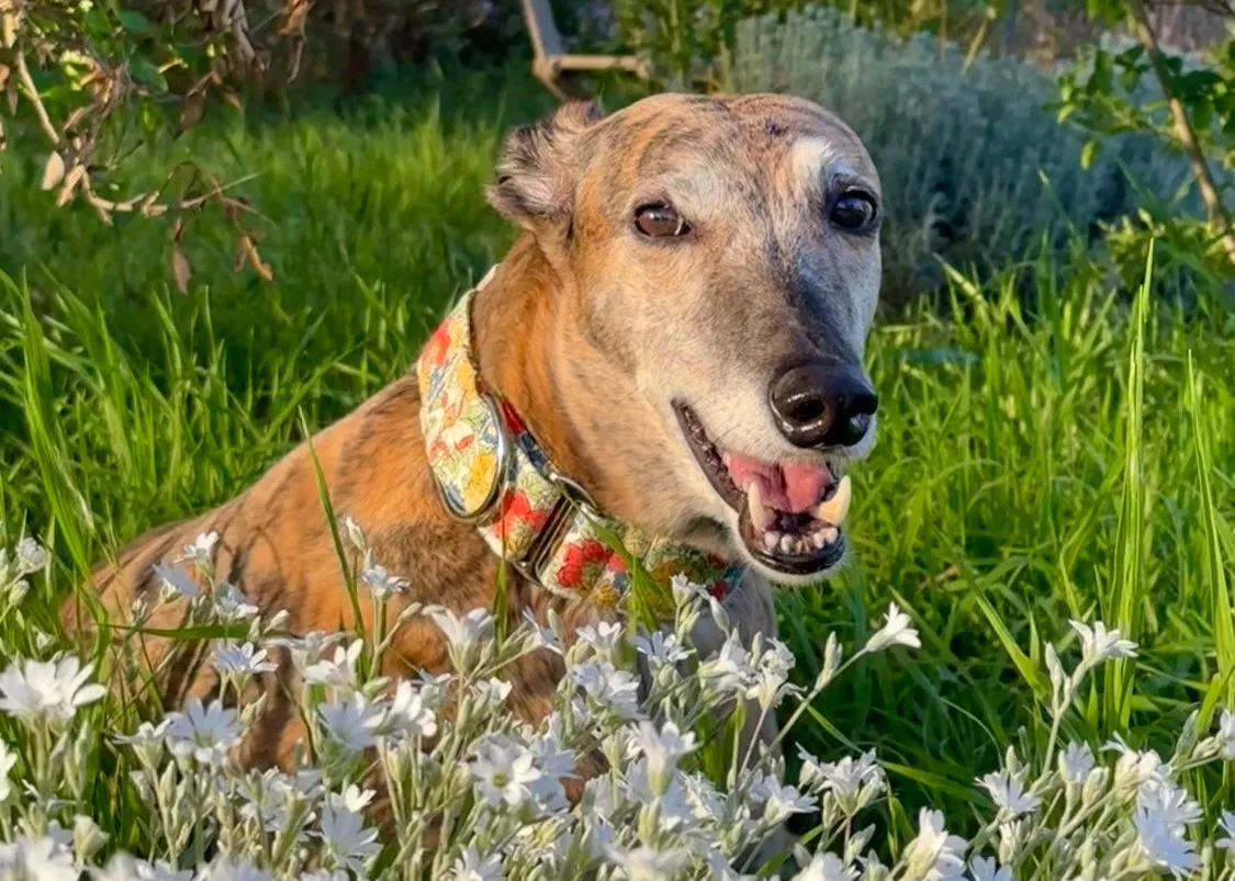 Martingale Collar - Garden Gala Sunrise