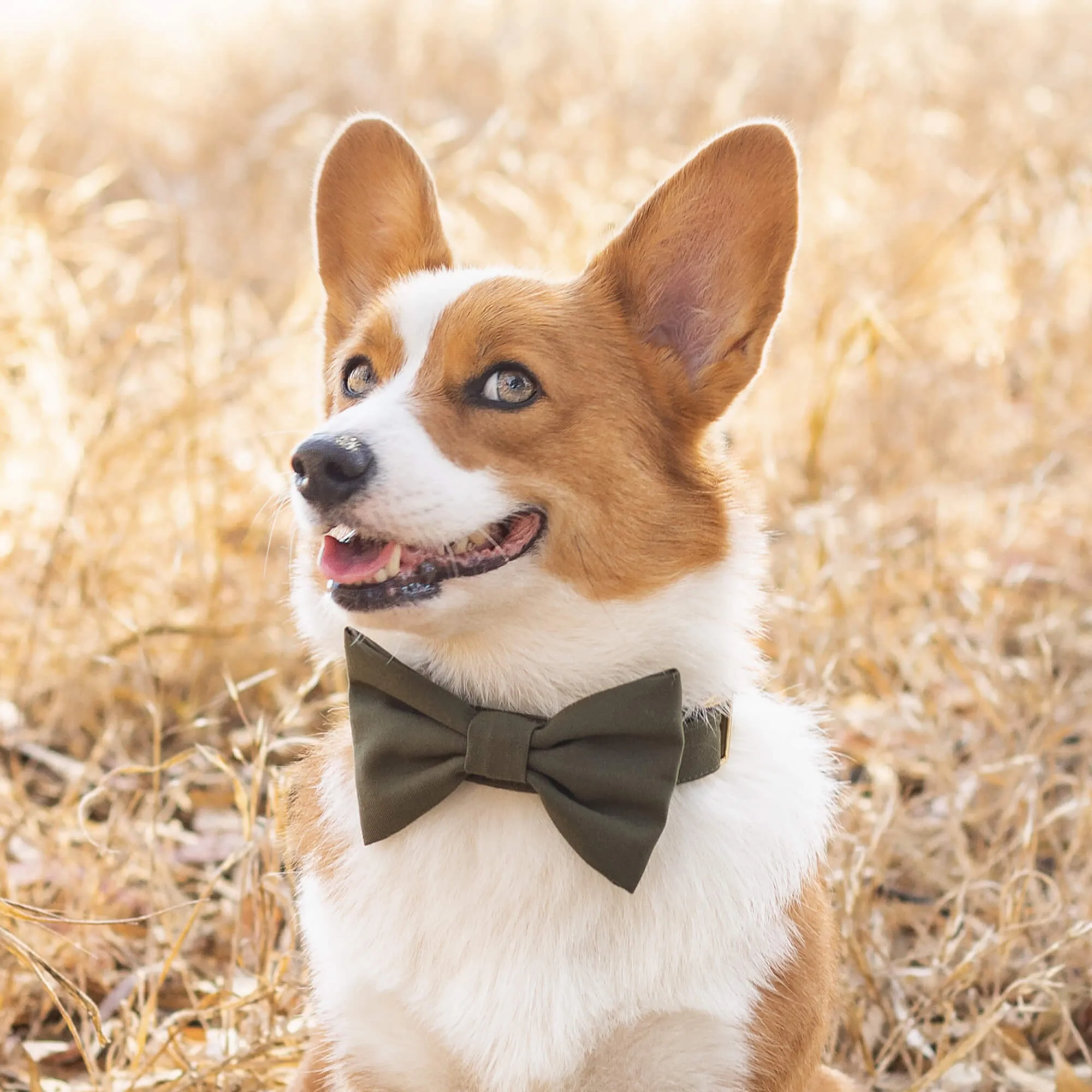 Olive Bow Tie Collar